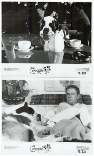 Beagle sitting at a glass café table with two cups and a teapot, in a busy restaurant setting (photo from a George collection). It shows a dog at a table.